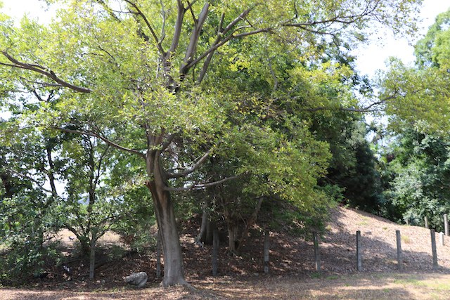 銅亀山古墳の画像2