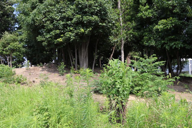 善右ヱ門山古墳の画像2