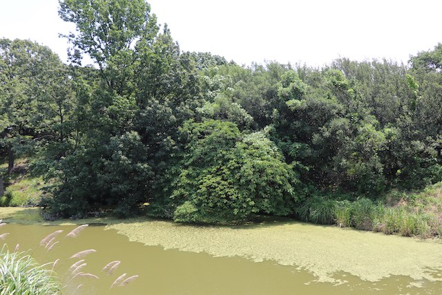 百舌鳥・古市古墳群の画像11