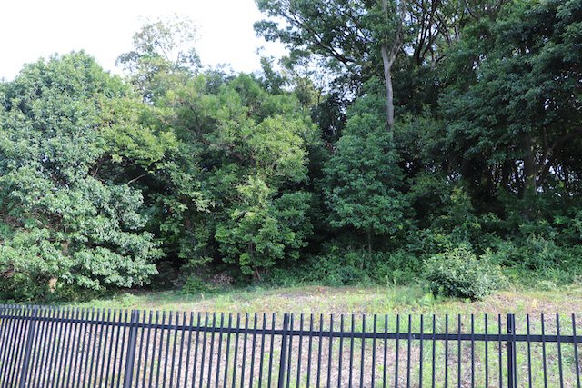 向墓山古墳の画像3