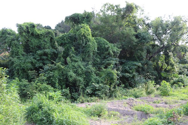 中山塚古墳の画像2