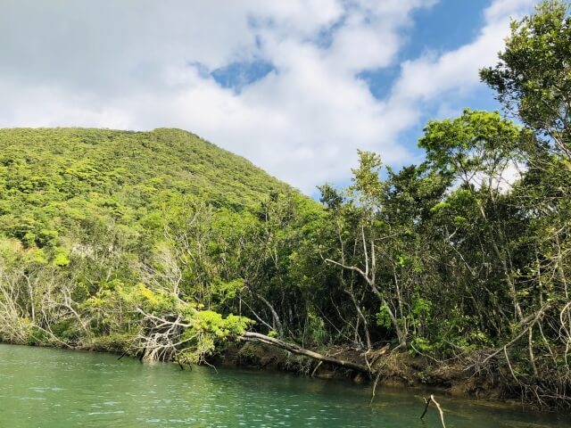 奄美大島、徳之島、沖縄島北部及び西表島の画像4