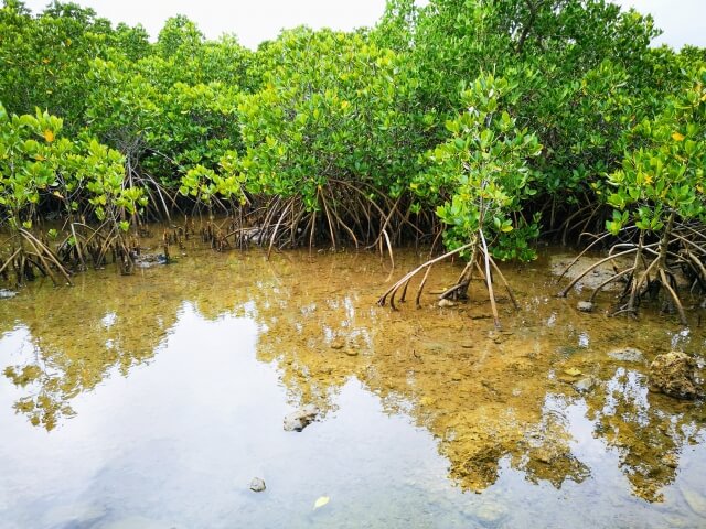 奄美大島、徳之島、沖縄島北部及び西表島の画像15