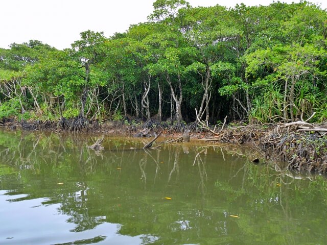 奄美大島、徳之島、沖縄島北部及び西表島の画像14