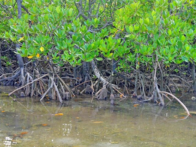 奄美大島、徳之島、沖縄島北部及び西表島の画像17