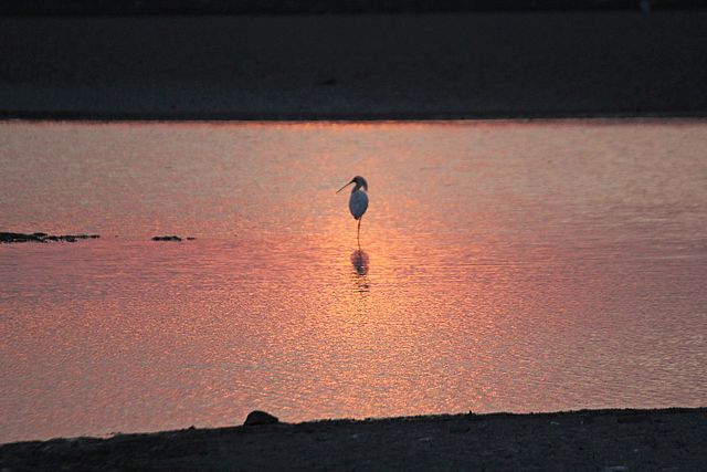 ゲボル：韓国の干潟の画像1