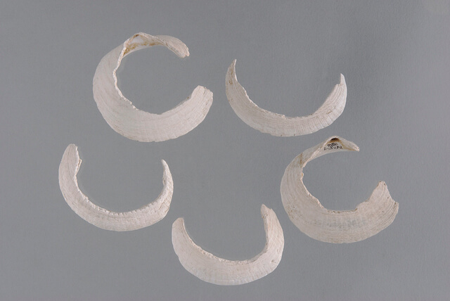 北海道・北東北の縄文遺跡群 の画像16