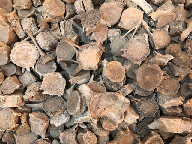 入江・高砂貝塚（入江貝塚） の画像2