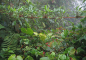 http://world-heritage.s3-website-ap-northeast-1.amazonaws.com/img/1504069016_タラマンカ山脈地帯-DirkvdM_cloudforest-jungle.jpg