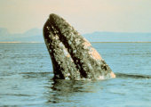 http://world-heritage.s3-website-ap-northeast-1.amazonaws.com/img/1522689249_640px-Gray_whale.jpg