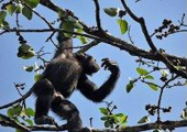 http://world-heritage.s3-website-ap-northeast-1.amazonaws.com/img/1532186089_Voa_Guinea_chimpanzee_picking.jpg
